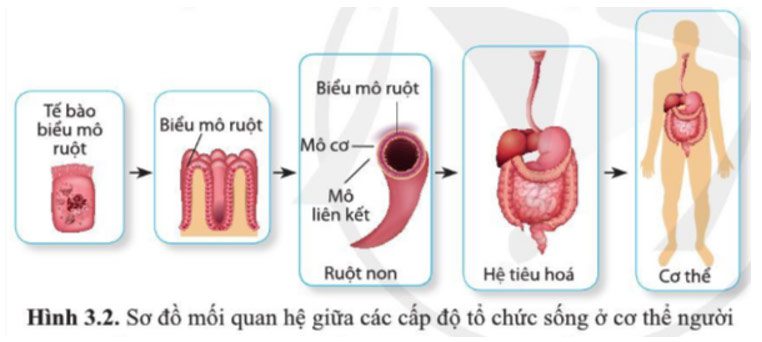 Giải Sinh 10 Bài 3