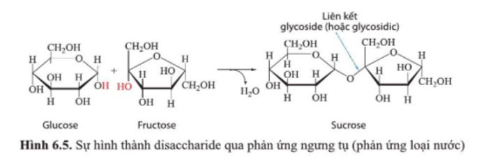 Giải Sinh 10 Bài 6