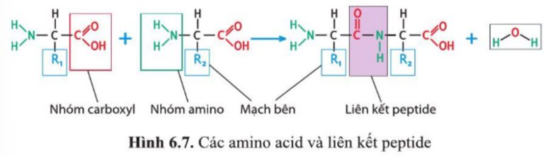 Giải Sinh 10 Bài 6