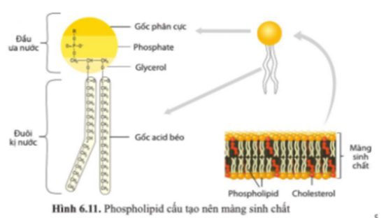 Giải Sinh 10 Bài 6