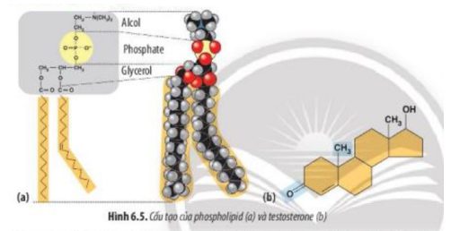 Giải Sinh 10 Bài 6