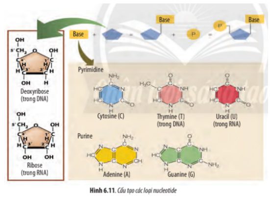 Giải Sinh 10 Bài 6