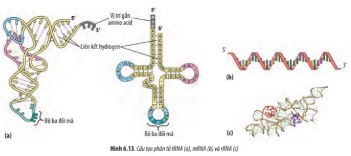 Giải Sinh 10 Bài 6