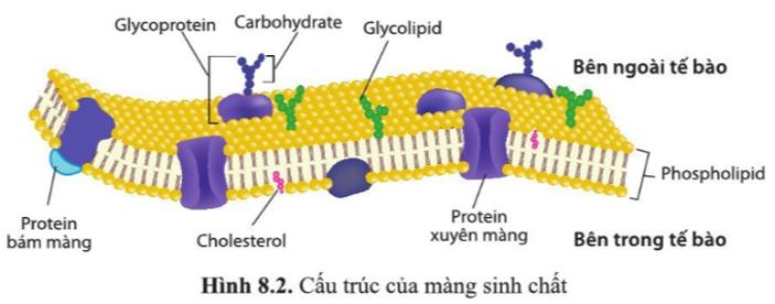 Giải Sinh 10 Bài 8