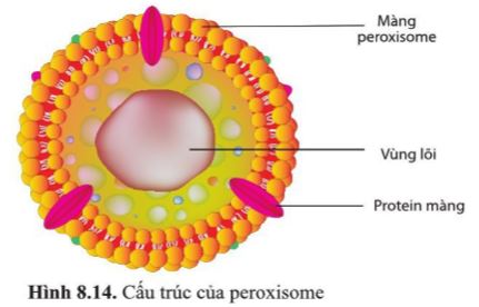 Giải Sinh 10 Bài 8