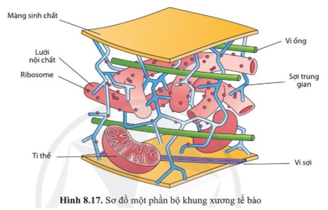 Giải Sinh 10 Bài 8