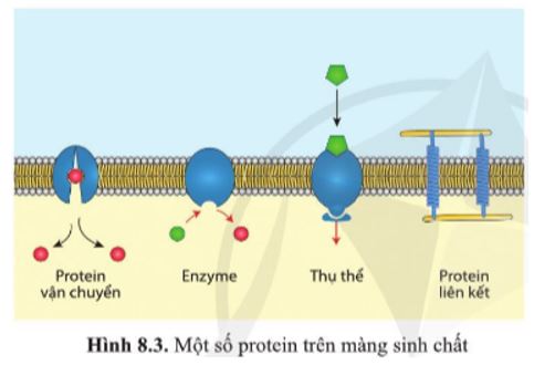 Giải Sinh 10 Bài 8