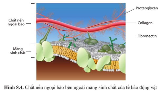 Giải Sinh 10 Bài 8