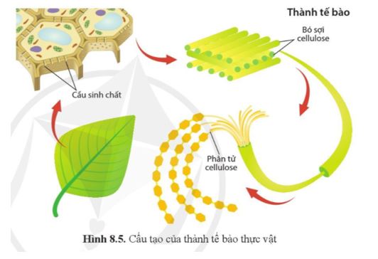 Giải Sinh 10 Bài 8