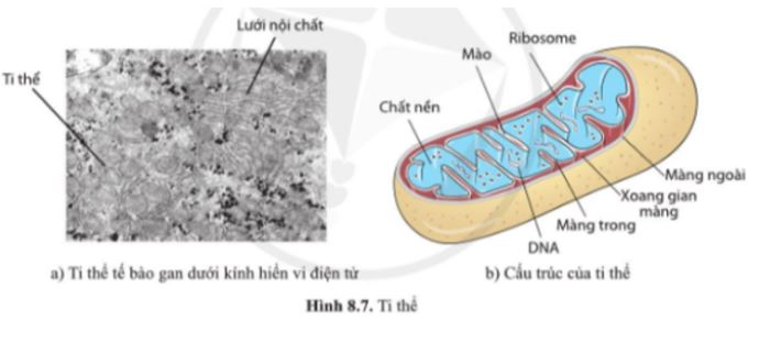 Giải Sinh 10 Bài 8