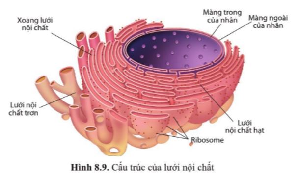 Giải Sinh 10 Bài 8