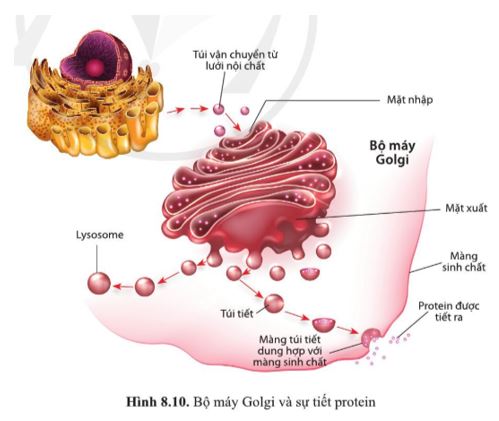 Giải Sinh 10 Bài 8