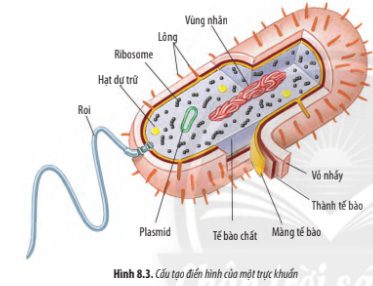 Giải Sinh 10 Bài 8