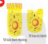 Giải Sinh 10 Bài 8: Tế bào nhân thực KNTT