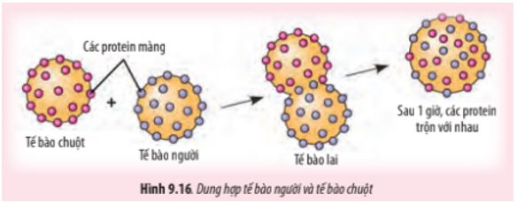 Giải Sinh 10 Bài 9