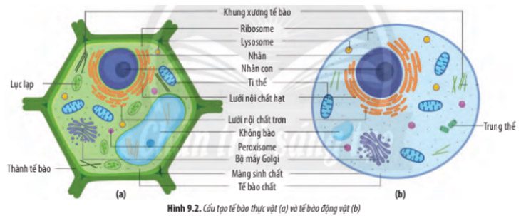 Giải Sinh 10 Bài 9