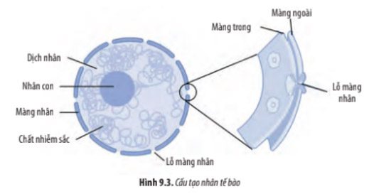 Giải Sinh 10 Bài 9