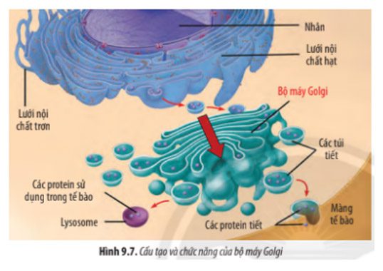 Giải Sinh 10 Bài 9