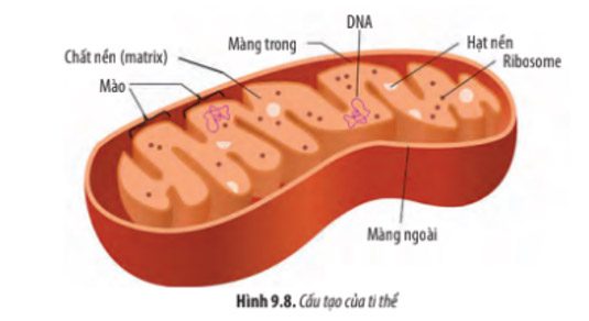 Giải Sinh 10 Bài 9