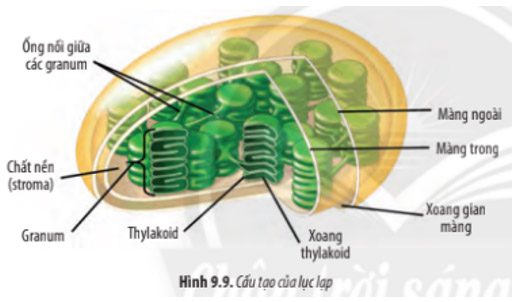 Giải Sinh 10 Bài 9