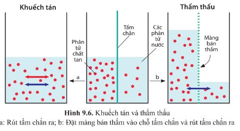 Giải Sinh 10 Bài 9