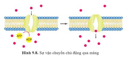 Giải Sinh 10 Bài 9