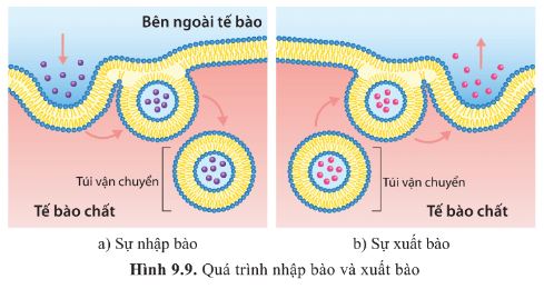 Giải Sinh 10 Bài 9