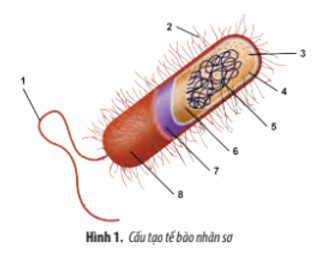 Giải Sinh 10 Ôn tập chương 2 CTST