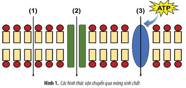 Giải Sinh 10 Ôn tập chương 3 CTST