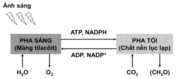 Giải Sinh 10 Ôn tập chương 3 CTST