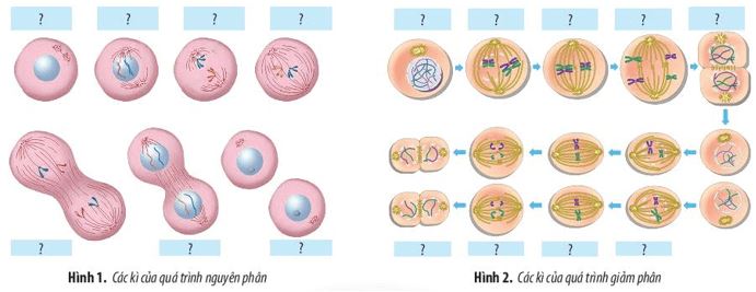 Giải Sinh 10 Ôn tập chương 4 CTST