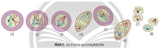 Giải Sinh 10 Ôn tập chương 4 CTST