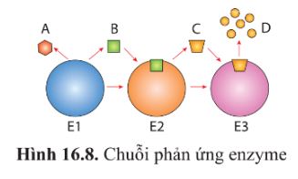 Giải Sinh 10 Ôn tập phần 2 CD