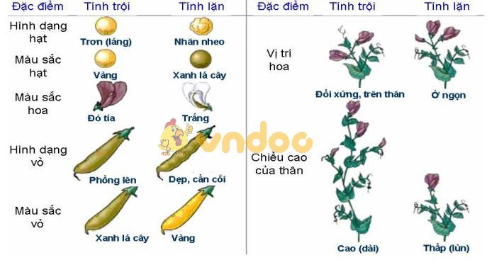 Lý thuyết Sinh học lớp 9 bài 1: Menđen và di truyền học