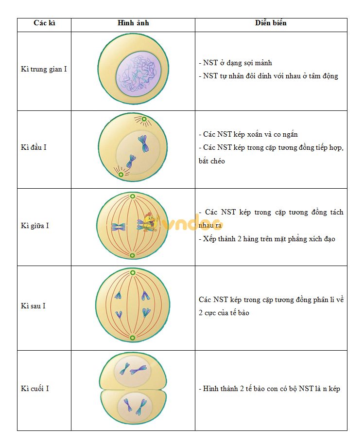 Lý thuyết Sinh học lớp 9 bài 10: Giảm phân