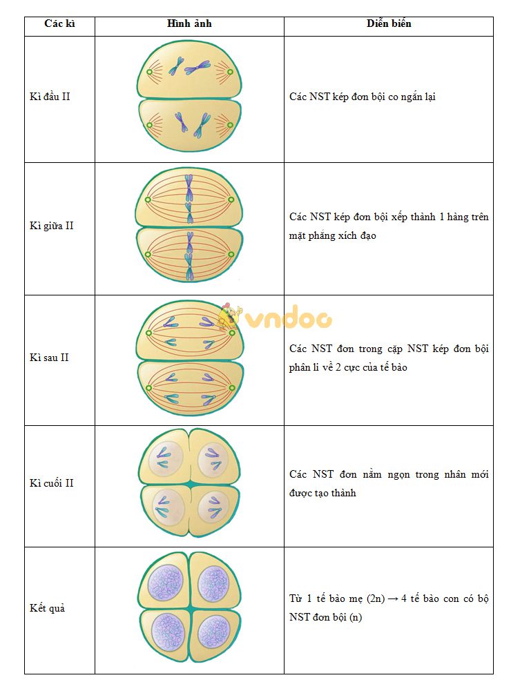 Lý thuyết Sinh học lớp 9 bài 10: Giảm phân