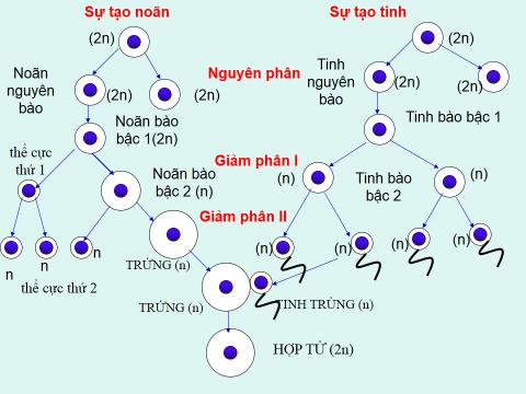 Lý thuyết Sinh học lớp 9 bài 11: Phát sinh giao tử và thụ tinh