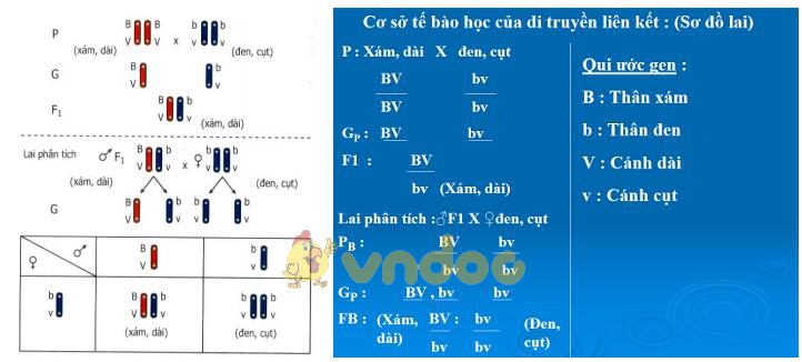 Lý thuyết Sinh học lớp 9 bài 13: Di truyền liên kết