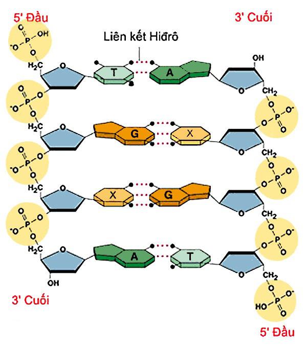 Lý thuyết Sinh học lớp 9 bài 13: ADN