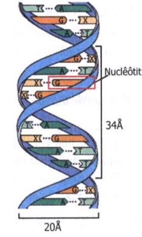 Lý thuyết Sinh học lớp 9 bài 13: ADN