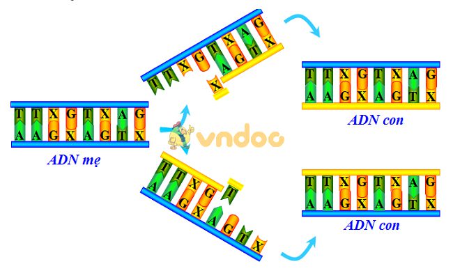 Lý thuyết Sinh học lớp 9 bài 16: ADN và bản chất của gen