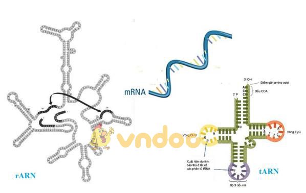 Lý thuyết Sinh học lớp 9 bài 17: Mối quan hệ giữa gen và ARN