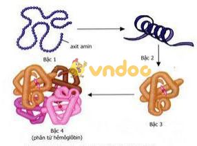 Lý thuyết Sinh học lớp 9 bài 18: Prôtêin