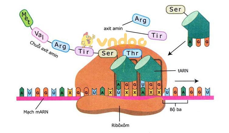 Lý thuyết Sinh học lớp 9 bài 19: Mối quan hệ giữa gen và tính trạng