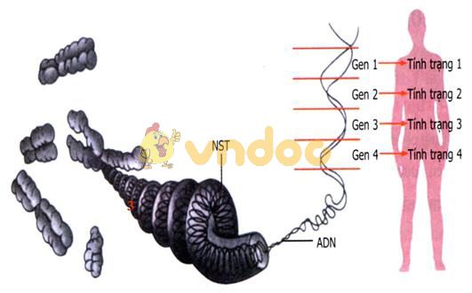 Lý thuyết Sinh học lớp 9 bài 19: Mối quan hệ giữa gen và tính trạng