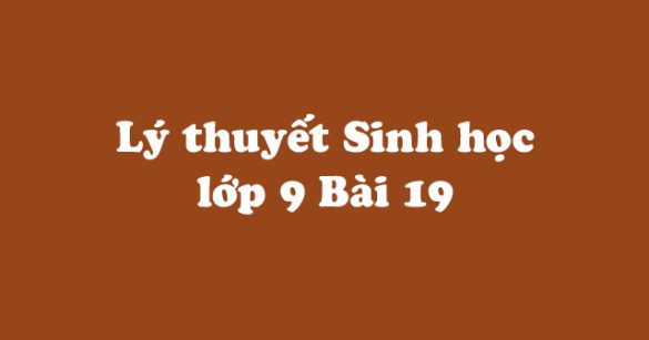 Lý thuyết Sinh học lớp 9 bài 19