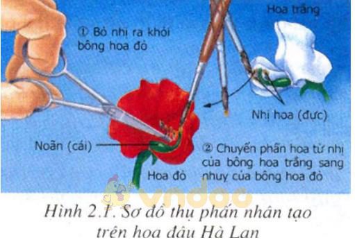 Lý thuyết Sinh học lớp 9 bài 2: Lai một cặp tính trạng