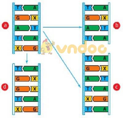 Lý thuyết Sinh học lớp 9 bài 21: Đột biến gen