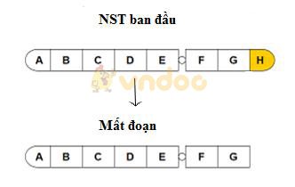 Lý thuyết Sinh học lớp 9 bài 22: Đột biến cấu trúc nhiễm sắc thể