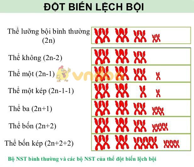 Lý thuyết Sinh học lớp 9 bài 23: Đột biến số lượng nhiễm sắc thể